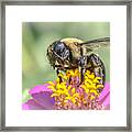 Bee Dream Framed Print