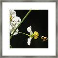Bee Flower Delray Beach Florida Framed Print