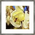 Bee In Flower Framed Print