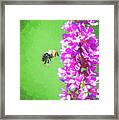 Bee Kissing A Flower Framed Print