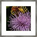 Bee On A Thistle Framed Print