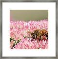 Bee On Flower 5 Framed Print