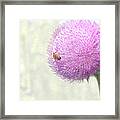 Bee On Giant Thistle Framed Print