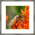 Bee On Orange Flower Framed Print