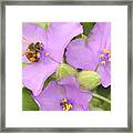 Bee On Purple Spiderwort Framed Print