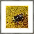 Bee On Sunflower 4 Framed Print
