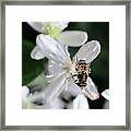 Bee On Sweet Autumn Clematis Framed Print