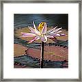 Bee On Waterlily Framed Print