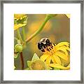 Bee On Wildflower Framed Print