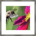 Bee Shadow Red Framed Print