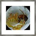 Bee Sphere Framed Print
