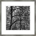 Beech Forest - 365-222 Framed Print