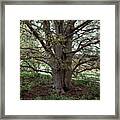 Beech Tree Framed Print