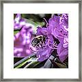 Bee'ing Busy Framed Print