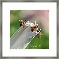 Bees On Angel Trumpet Framed Print