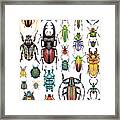 Beetle Collection Framed Print