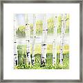 Behind The Birch Trees Framed Print