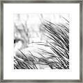 Behind The Grass Framed Print