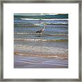 Being One With The Gulf - Alert Framed Print