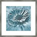 Bellis In Cyan 
#flower #flowers Framed Print