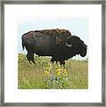 Bellowing Bull Bison Framed Print