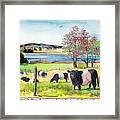Belted Galloway Art  Maine Cows In May Framed Print