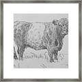 Belted Galloway Cow Pencil Drawing Framed Print