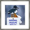 Belted Kingfisher Framed Print