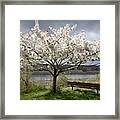 Bench And Blossoms Framed Print