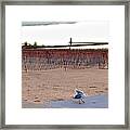 Bench, Birds, Beach And Lighthouse Framed Print