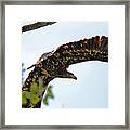 Beneath The Wings Of An Eagle  9038 Framed Print