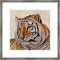 Bengal Tiger Framed Print