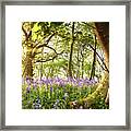 Bent Tree In Bluebell Forest Framed Print