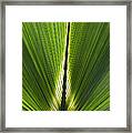 Bermuda Palmetto Palm Leaf Framed Print
