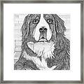 Bernese Mountain Dog Framed Print