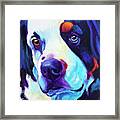 Bernese Mountain Dog - Zeke In Blue Framed Print