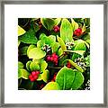 Berries And Blossom Framed Print