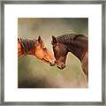 Best Friends - Two Horses Framed Print
