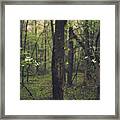 Between The Dogwoods Framed Print