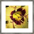 Bicolored Lily Framed Print