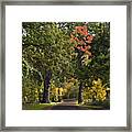 Bidwell Park By One Mile Framed Print