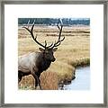 Big Bull Elk Framed Print