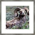 Big Horn Sheep #3 Framed Print