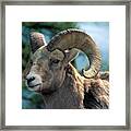 Big Horn Sheep Framed Print