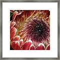 Big Red Ball Framed Print