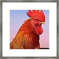 Big Red Rooster Framed Print