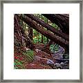 Big Sur Redwood Canyon Framed Print