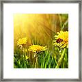 Big Yellow Dandelions In The Tall Grass Framed Print