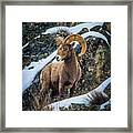 Bighorn Ram 2 Framed Print