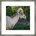 Bighorn Sheep - Custer State Park Framed Print